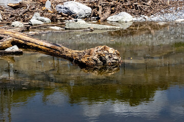 A large tree trunk with roots lies in a small backwater by the sea in the Anchor Slot of Sochi