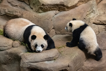 Giant pandas, baby panda and her mom together  © Pascale Gueret