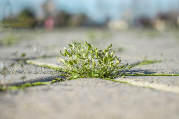 Weed plant grows between paving slabs in the park