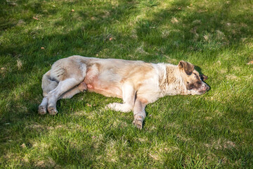 Naklejka na ściany i meble Big old dog lies on the green grass