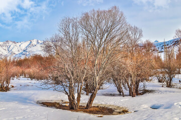 Trees in melting snow against the backdrop of snow-capped mountains. Winter landscape.
