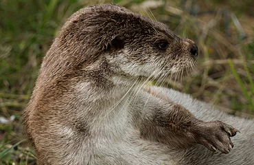 Fototapeten Otter © Holland-PhotostockNL