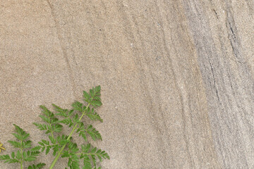 the background of the gray stone.