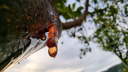 gota de resina en un limonero