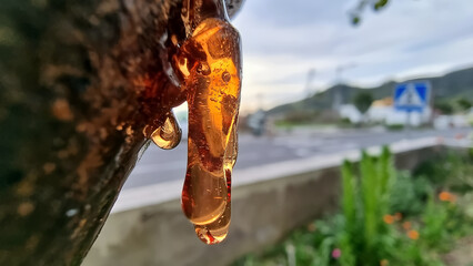 gota de resina de un limonero