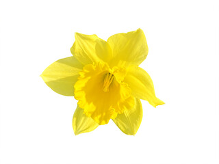 Yellow daffodil isolated on white background. Object with clipping path.