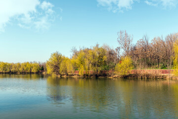 Willow trees in the park by the lake in spring