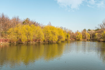Willow trees in the park by the lake in spring