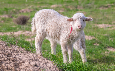 Young sheep of fine-wool breed graze in the field. Little grass. Hunger. Cattle death.