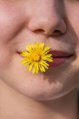 Yellow dandelion flower close-up holds in the mouth of a young girl