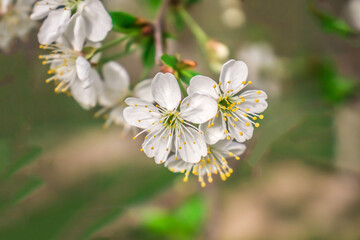 White cherry flowers in spring in nature.