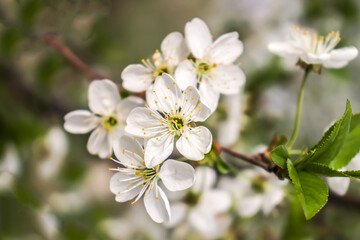 Naklejka na ściany i meble White cherry flowers in spring in nature.