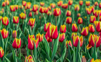 Bright flowers tulips in a flower bed