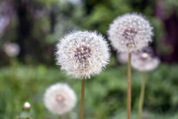 Balloon dandelion in spring in nature.