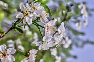 White flowers bloom on the trees. Spring landscape with cherry blossoms. Beautiful blooming garden on a sunny day.