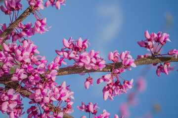 Pink flowers tree cercis close-up in nature