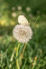 Balloon dandelion in spring in nature.