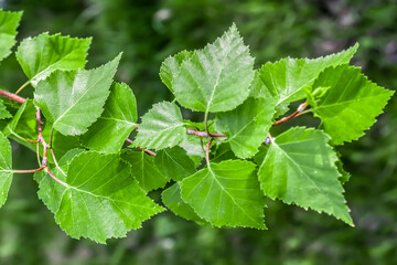 Fresh green young birch leaves in nature in spring