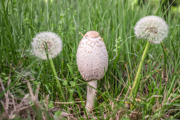 Toadstool mushrooms in nature in green grass. Hallucinogenic mushrooms.