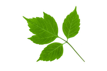 Fototapeta na wymiar Fresh green maple leaf isolated on white background