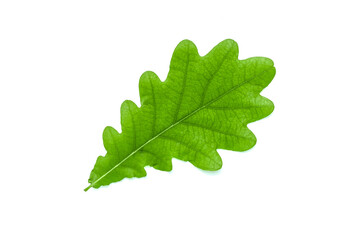 Fresh green oak leaf isolated on white background