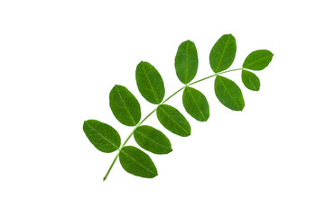 Acacia branch in spring on a white background