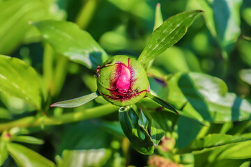 Unopened peony bud in nature