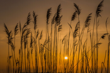 Thickets of reeds against the backdrop of sunset