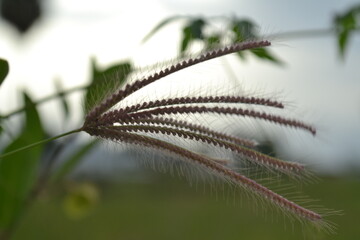 Grass of nature 