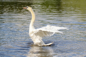 Mute Swan, United Kingdom