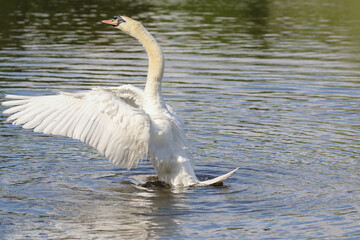 Mute Swan, United Kingdom