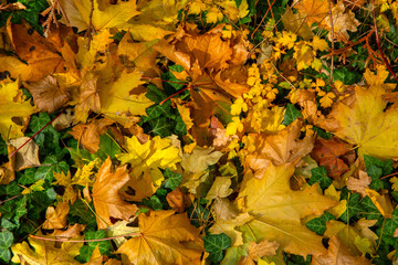 autumn leaves on the ground