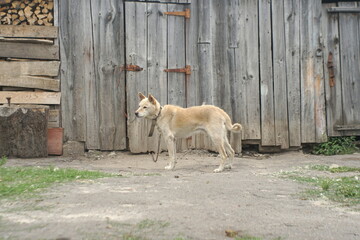 Obraz premium an old dog on a leash