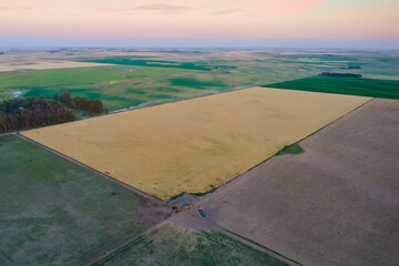 Aerial view of a wheat field, Buenos Aires Province, Argentina.