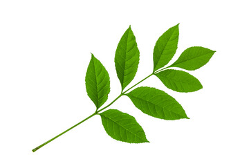 Green fresh leaves isolated on white background