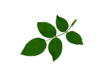 Naklejka na ściany i meble Green fresh leaves isolated on white background