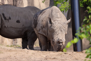 white rhino with cut horn 