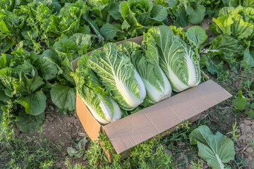 Harvesting Beijing cabbage in nature. Field work