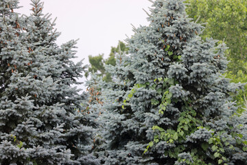 snow covered pine needles