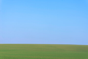 Fototapeta premium Green field with blue sky as background.