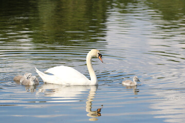 Mute swan with cygnets, United Kingdom