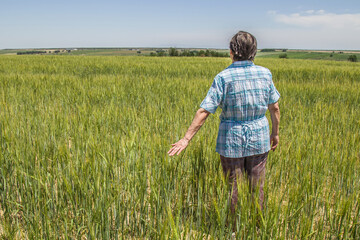 Naklejka na ściany i meble Woman agronomist in a field of unripe wheat.Landscape.