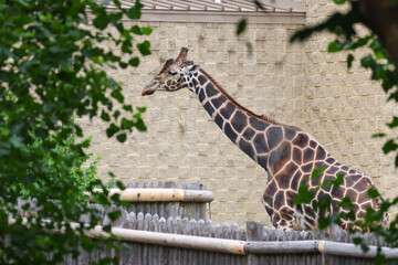giraffe in the zoo