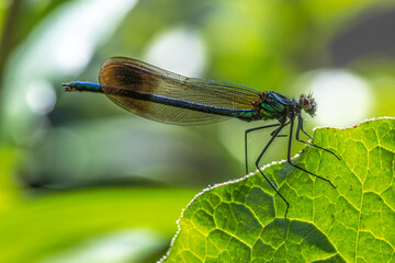 River Jewelwing (Calopteryx aequabilis) Close-up