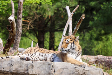 Panthera tigris (Tiger)
