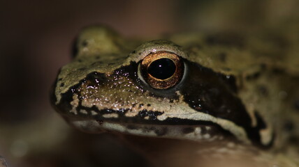 frog on a leaf