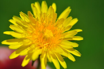 dandelion