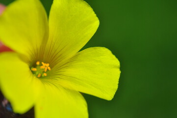 yellow flower sourgrass sour grass