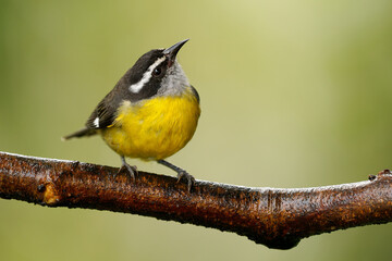 Bananaquit - Coereba flaveola passerine bird, tanager family, often placed in its own family Coerebidae. Small, active nectarivore is found in warmer parts of the Americas