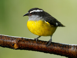 Bananaquit - Coereba flaveola passerine bird, tanager family, often placed in its own family Coerebidae. Small, active nectarivore is found in warmer parts of the Americas